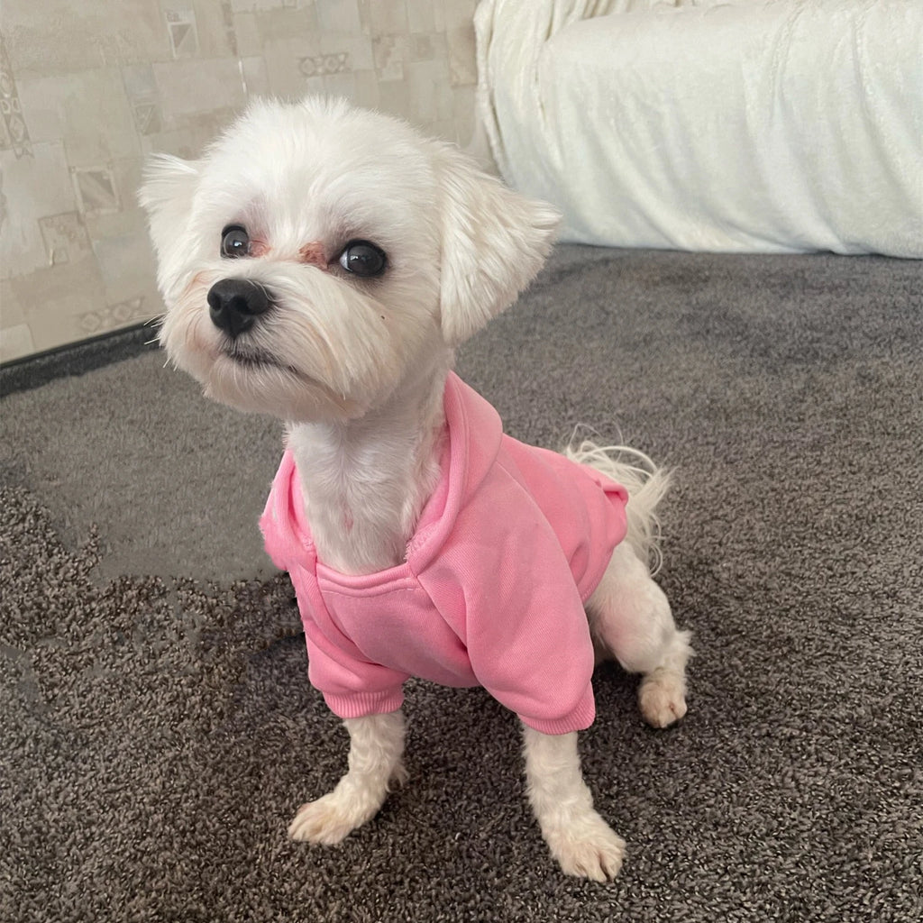 Solid Cat Dog Hoodies Pet Clothes for Small Dogs Pet Clothing Coat Jackets Sweatshirt for Chihuahua Doggie Cotton Pet Outfits